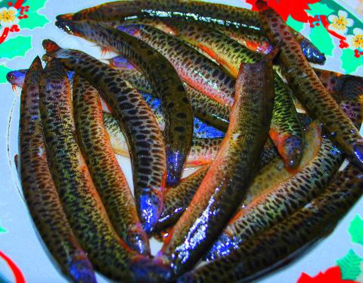 cá chạch